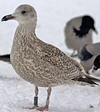 Herring Gull